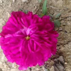 une rose