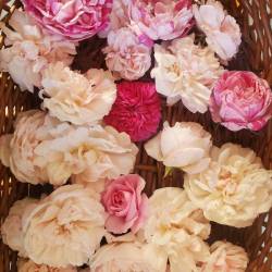 R�colte de Rose